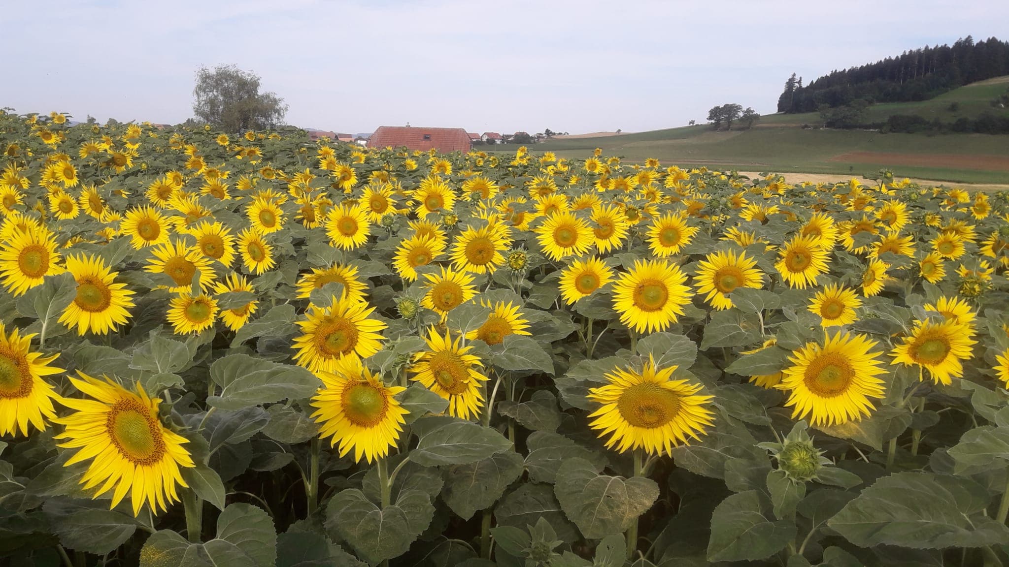 Sonnenblumen