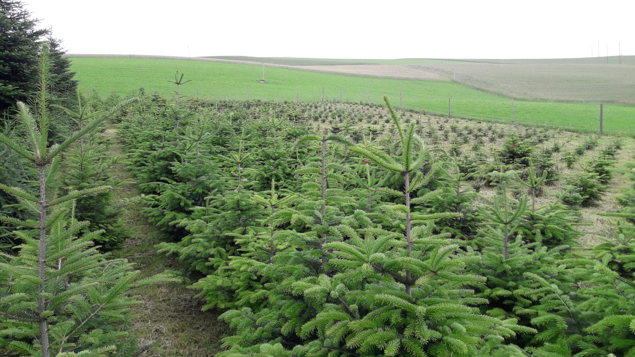 Weichnachtsbaum-Plantage