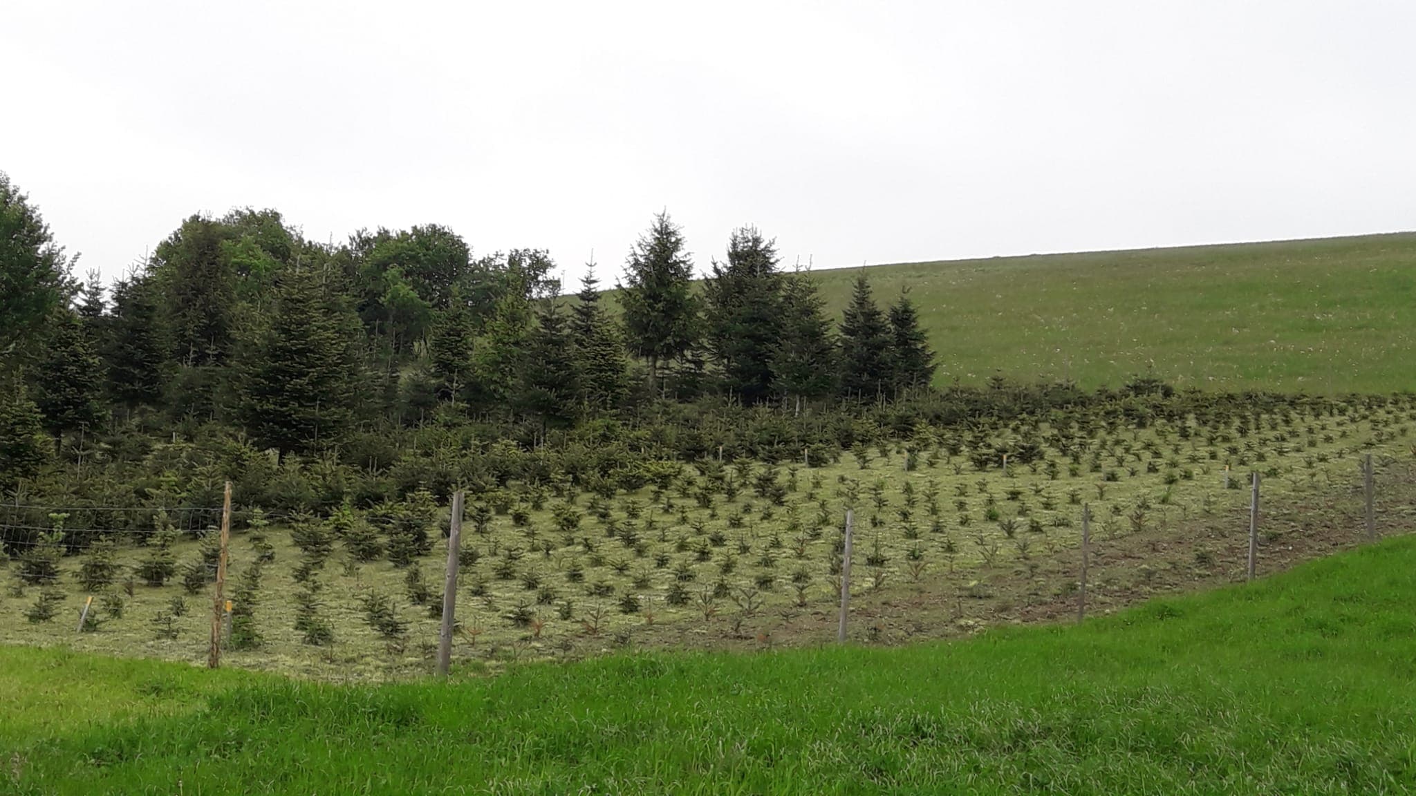 Weihnachtsbaum-Plantage